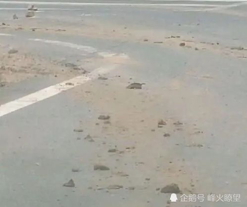 河南省信陽(yáng)市羅山縣鐵鋪鎮(zhèn)居民區(qū)隱藏大型采石場(chǎng)挖山毀林無(wú)人問(wèn)津